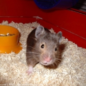 Photo de Hamster