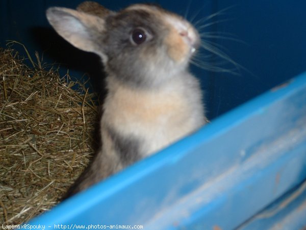 Photo de Lapin