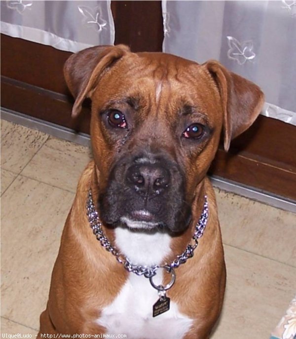 Photo de Boxer