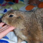 Photo de Chien de prairie