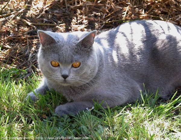 Photo de British shorthair