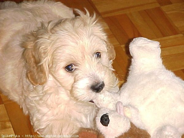 Photo de Bichon maltais