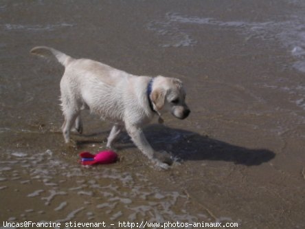 Photo de Labrador retriever