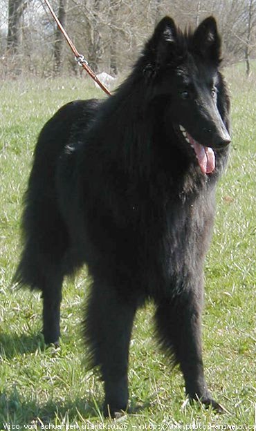 Photo de Berger belge groenendael