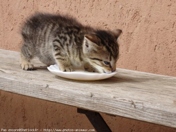 Photo de Chat domestique