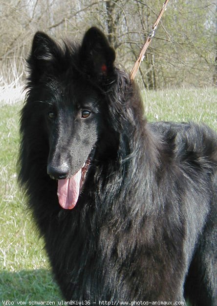 Photo de Berger belge groenendael