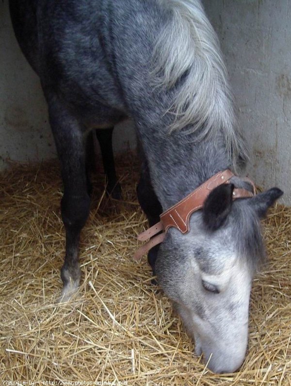 Photo de Poney franais de selle