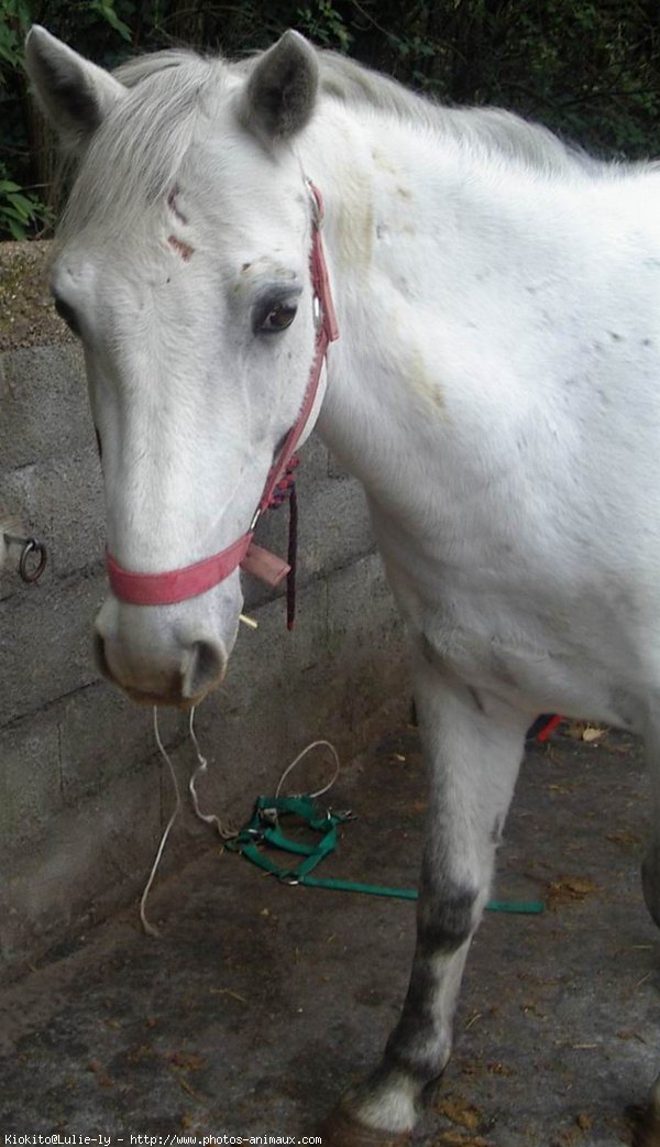 Photo de Poney franais de selle