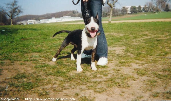 Photo de Bull terrier miniature