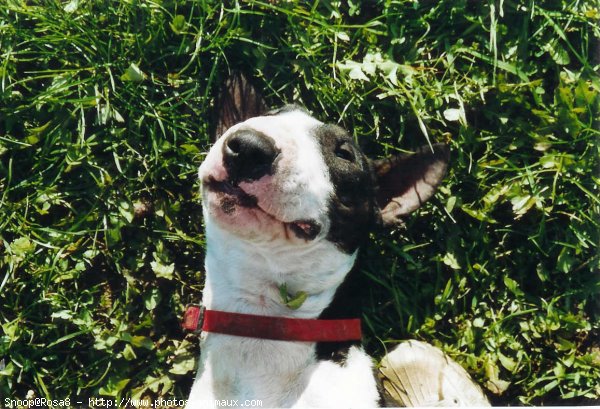 Photo de Bull terrier miniature