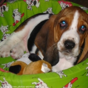 Photo de Basset hound