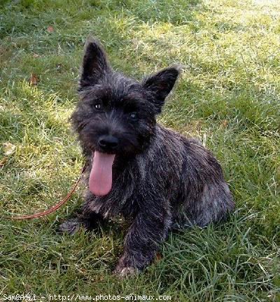 Photo de Cairn terrier