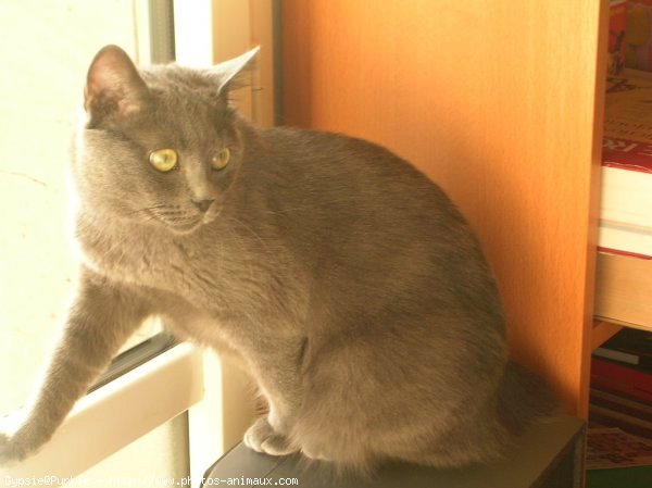 Photo de Chartreux