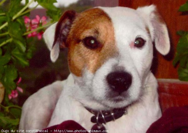 Photo de Parson russell terrier