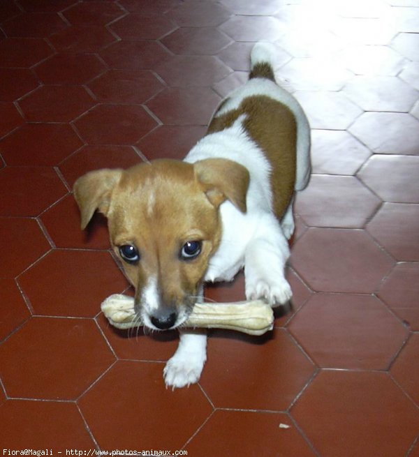 Photo de Jack russell terrier