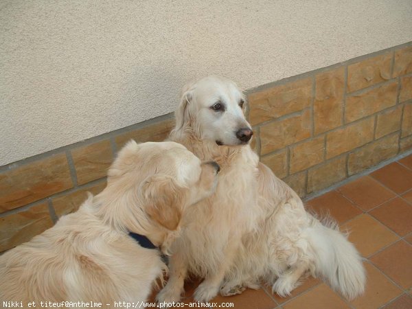 Photo de Golden retriever