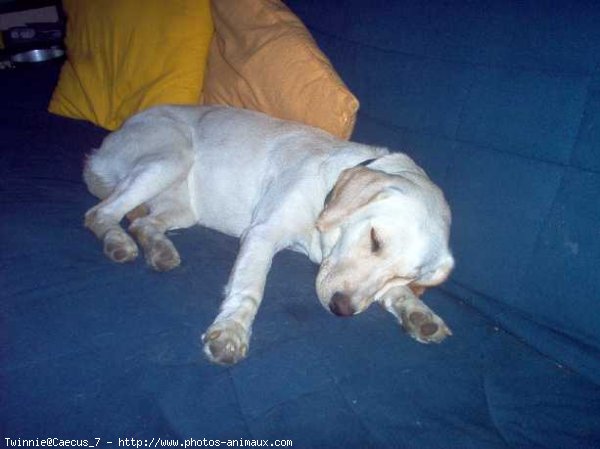 Photo de Labrador retriever