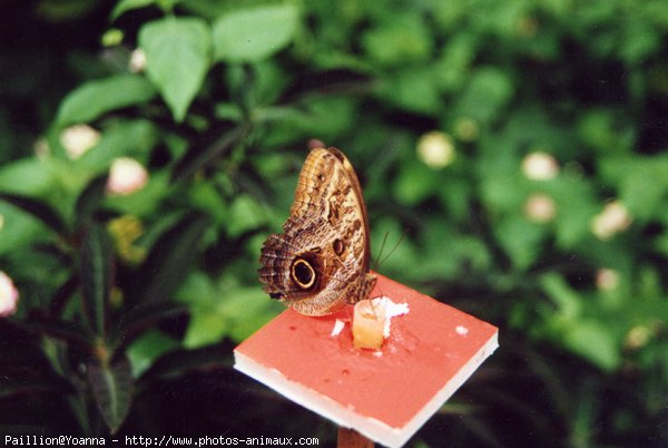 Photo de Papillon