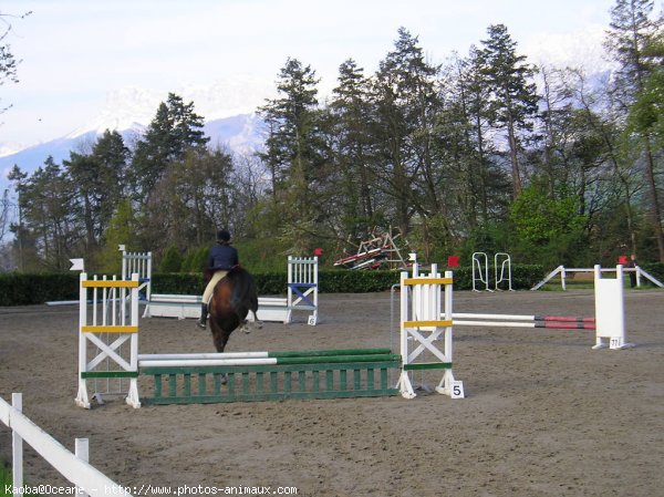 Photo de Poney franais de selle