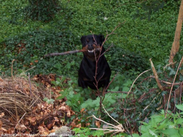 Photo de Rottweiler