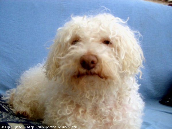 Photo de Bichon  poil fris