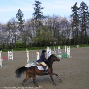 Photo de Poney franais de selle