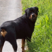 Photo de Rottweiler