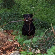 Photo de Rottweiler