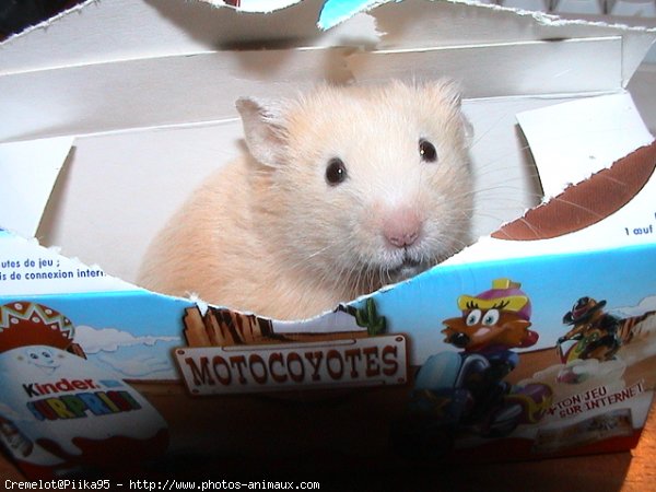 Photo de Hamster