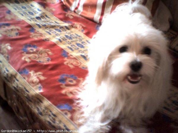 Photo de Bichon maltais