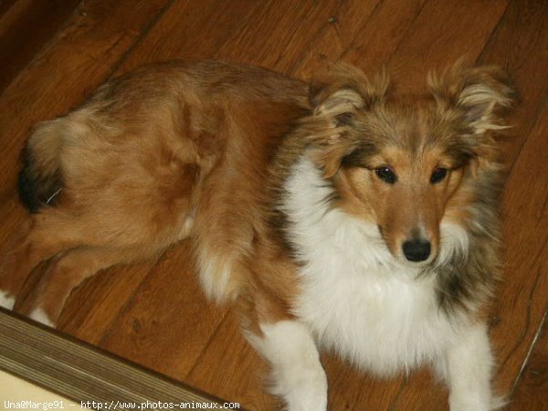 Photo de Chien de berger des shetland