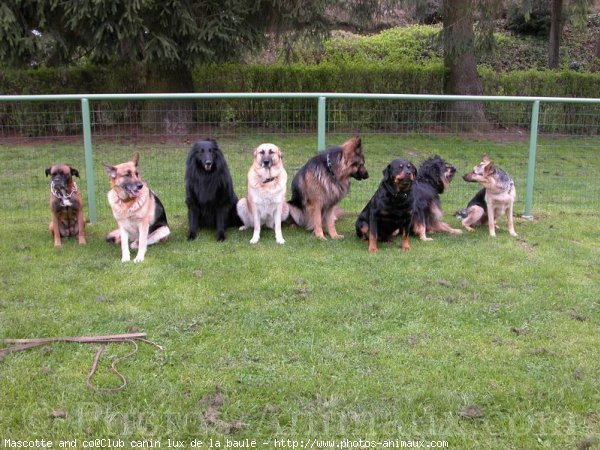 Photo de Races diffrentes