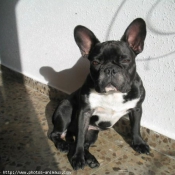 Photo de Bouledogue franais