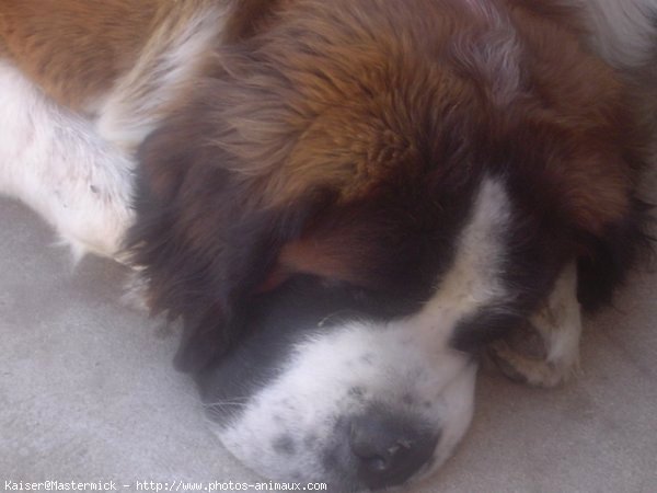 Photo de Saint-bernard poil long