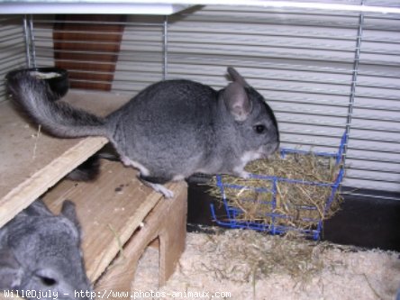 Photo de Chinchilla