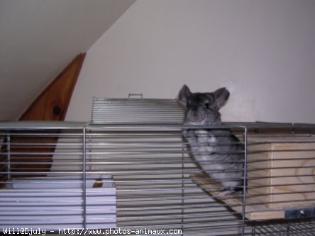 Photo de Chinchilla