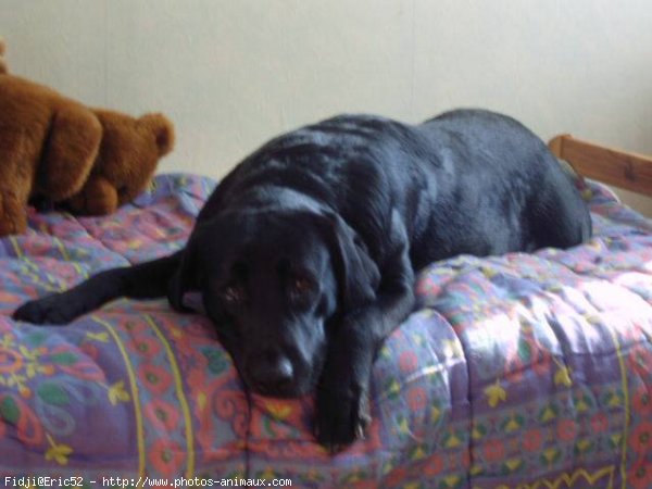 Photo de Labrador retriever