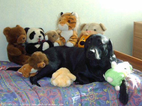 Photo de Labrador retriever