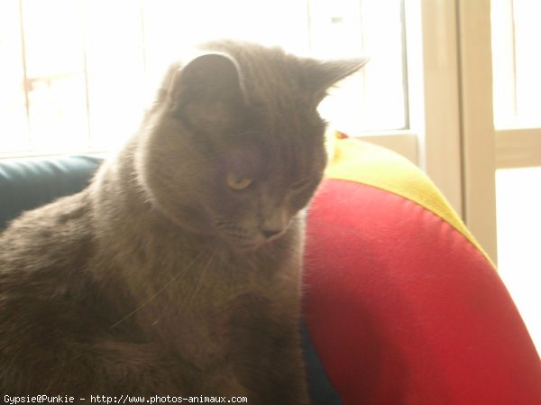 Photo de Chartreux