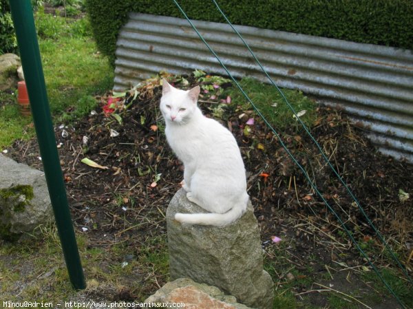 Photo de Chat domestique