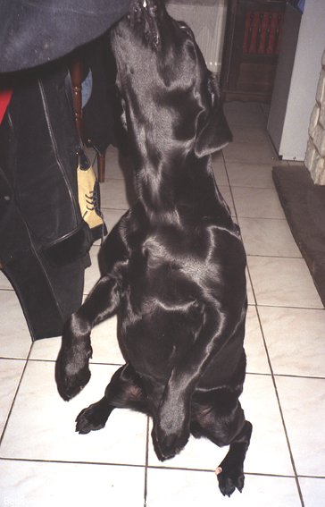 Photo de Labrador retriever