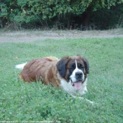 Photo de Saint-bernard poil long