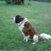 Photo de Saint-bernard poil long