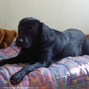 Photo de Labrador retriever