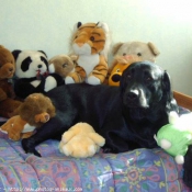 Photo de Labrador retriever