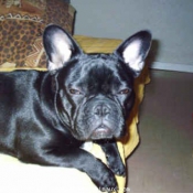 Photo de Bouledogue franais