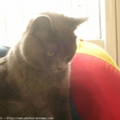 Photo de Chartreux