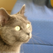 Photo de Chartreux