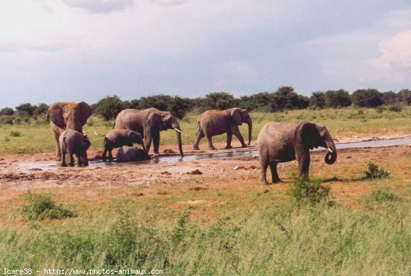 Photo d'Elphant d'afrique