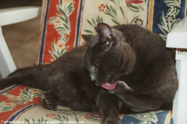 Photo de Chartreux